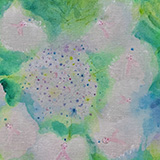 Hydrangea